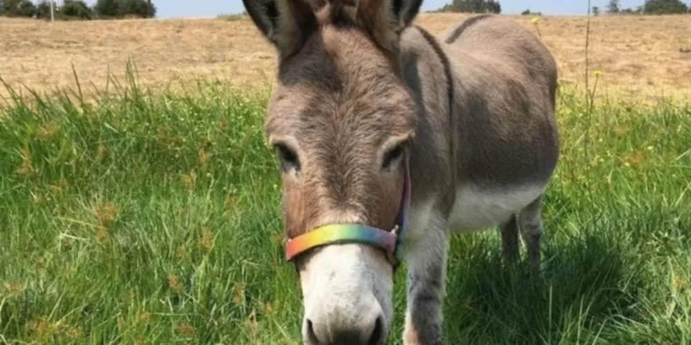 Burro Pery inspirou a criação do personagem 'Burro', do filme 'Shrek'