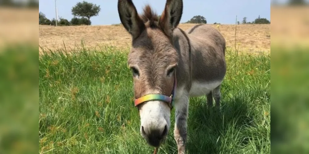 Burro Pery inspirou a criação do personagem 'Burro', do filme 'Shrek'