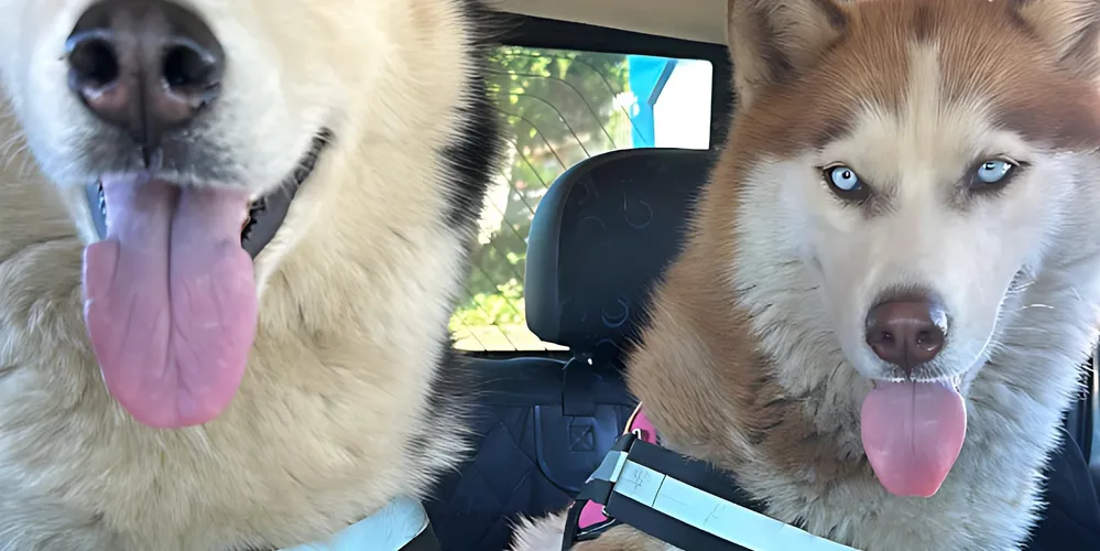 As cadelas da raça Husky estão desaparecidas há mais de 24h. Uma delas toma remédio controlado.