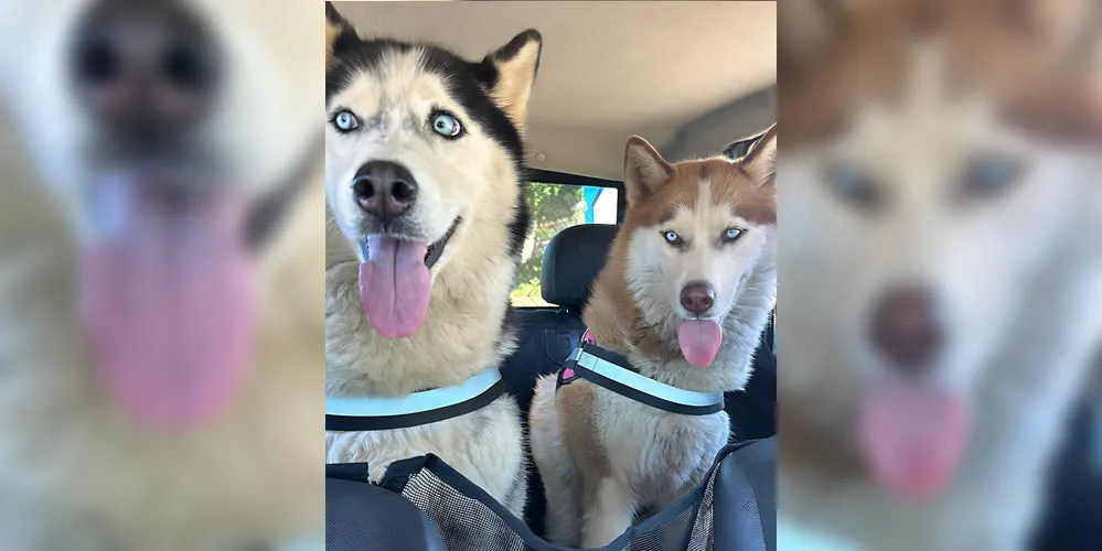 As cadelas da raça Husky estão desaparecidas há mais de 24h. Uma delas toma remédio controlado.