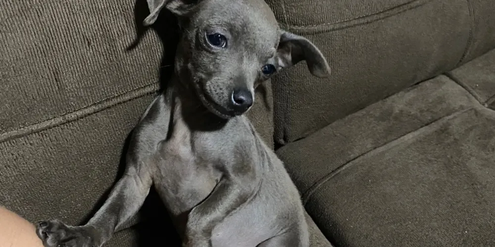 Pitchuca está desaparecida desde segunda-feira