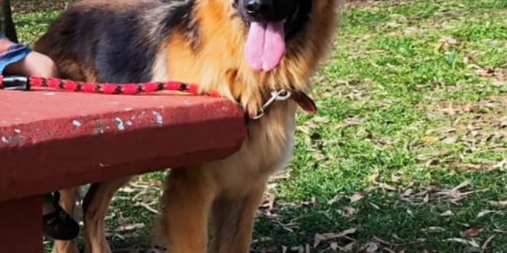 Shiva, da raça pastor alemão, desapareceu por volta das 21h do dia 09, na região do Jardim Carvalho