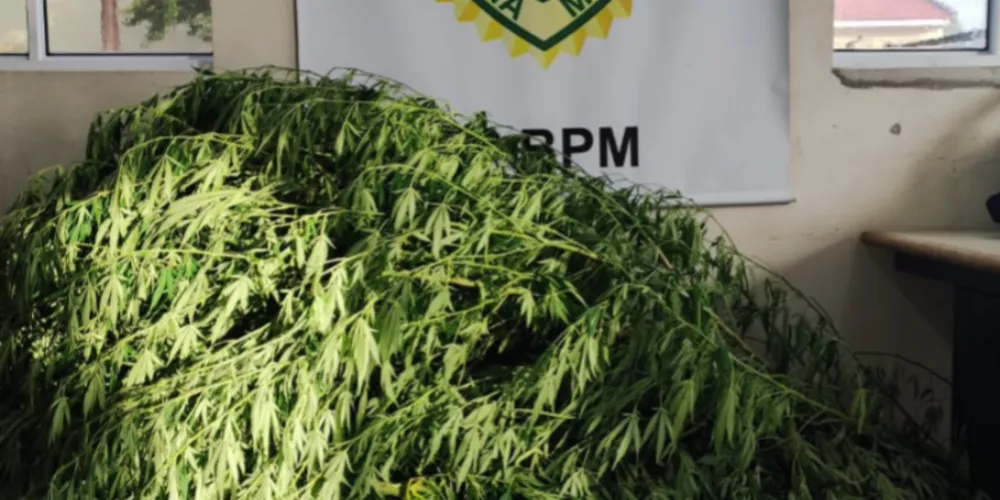 Uma das plantas estava com dois metros de altura