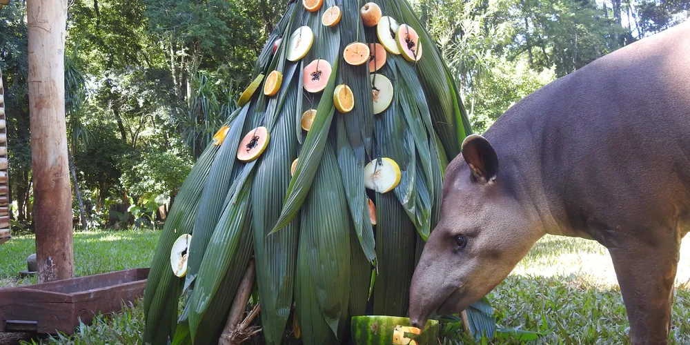 Nascido no dia 25 de dezembro de 2019, Natalino recebeu uma refeição temática