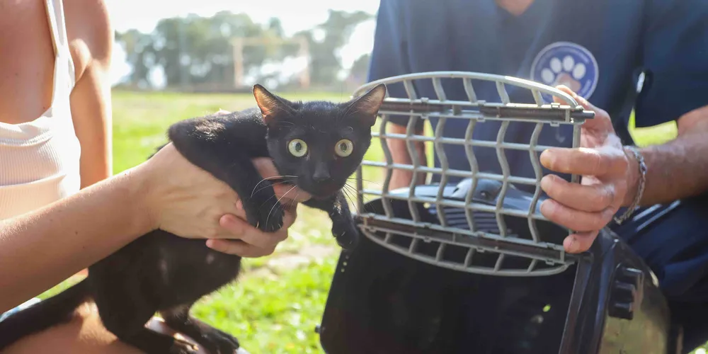 Iniciado em novembro de 2024, o programa já atendeu 13.912 animais, entre cães e gatos, de 97 municípios