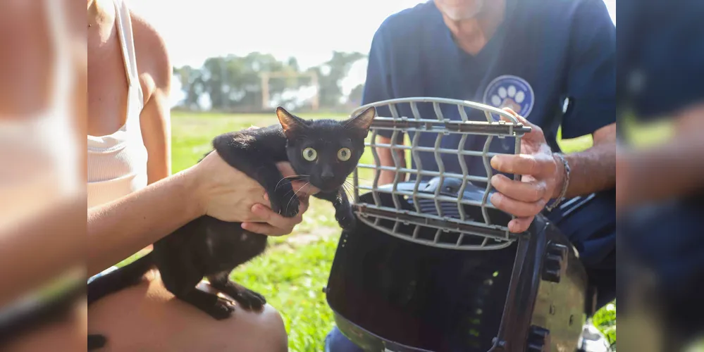 Iniciado em novembro de 2024, o programa já atendeu 13.912 animais, entre cães e gatos, de 97 municípios