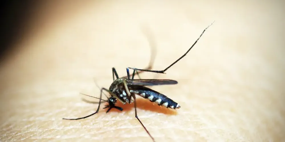 A dengue é uma doença transmitida pela picada do mosquito do gênero Aedes