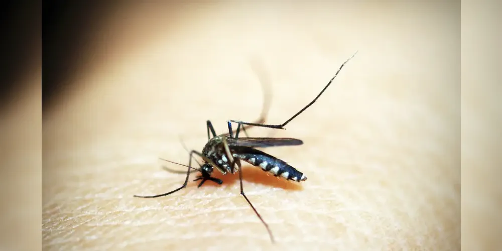 A dengue é uma doença transmitida pela picada do mosquito do gênero Aedes