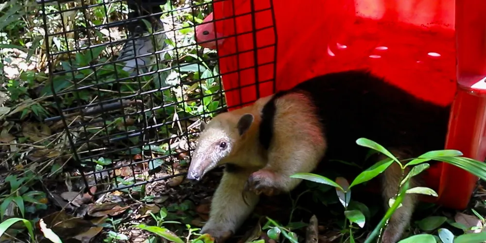 Equipe do Instituto Água e Terra (IAT) realizam a devolução de uma tamanduá mirim à natureza.