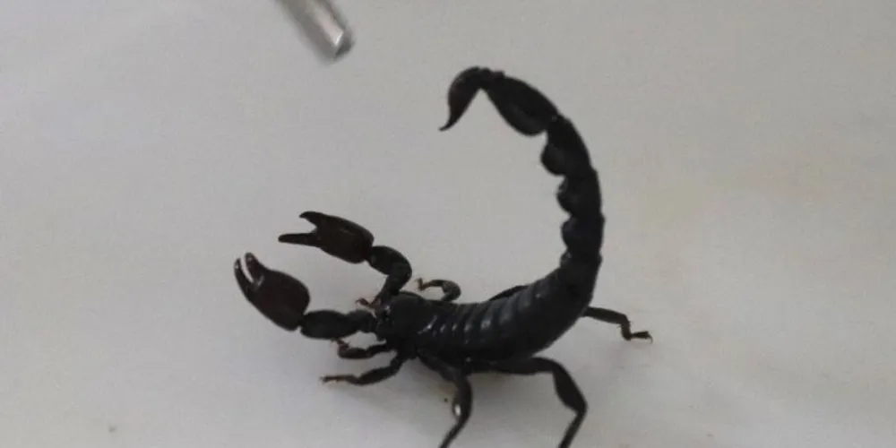 Caso seja picado por um escorpião procure o atendimento médico imediatamente