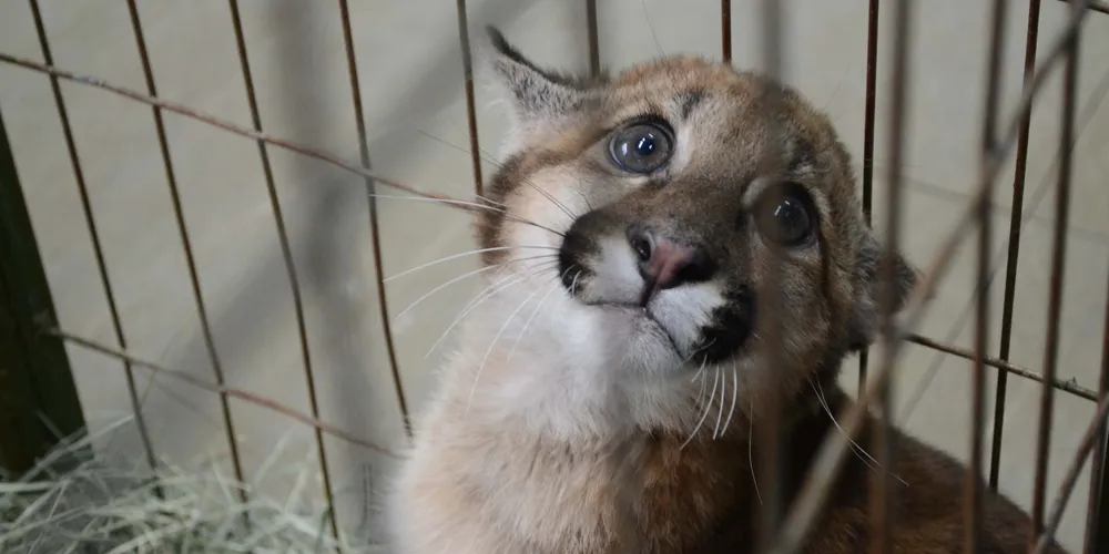 A permanência dos animais depende do tempo necessário para sua recuperação