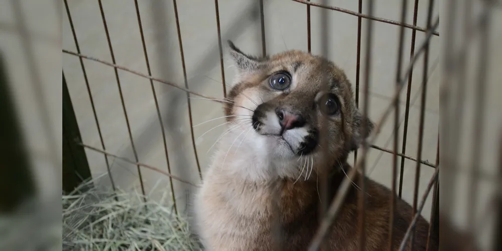 A permanência dos animais depende do tempo necessário para sua recuperação