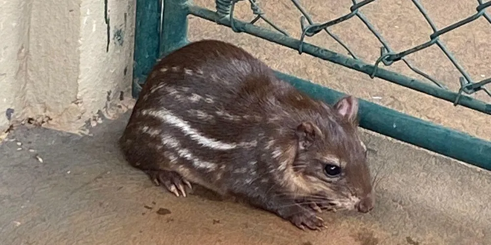 Uma das pacas acasalou com o único macho da espécie que existia até então no plantel da Klabin, gerando um filhotinho no início de janeiro