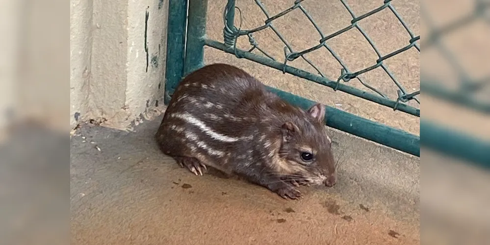 Uma das pacas acasalou com o único macho da espécie que existia até então no plantel da Klabin, gerando um filhotinho no início de janeiro