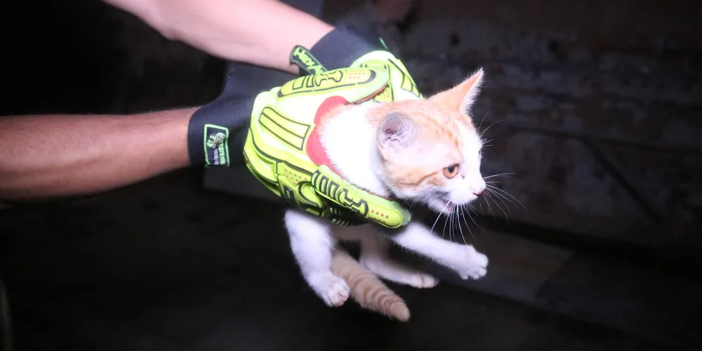 Bombeiros são acionados para resgate de filhote de gato