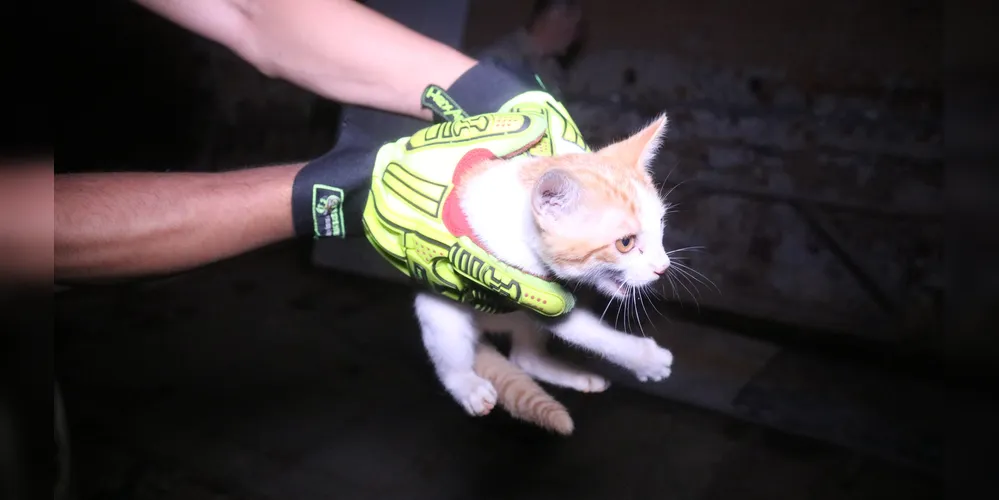 Bombeiros são acionados para resgate de filhote de gato