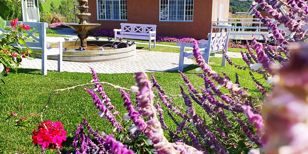Lavandário fica a 30 km de Ponta Grossa.