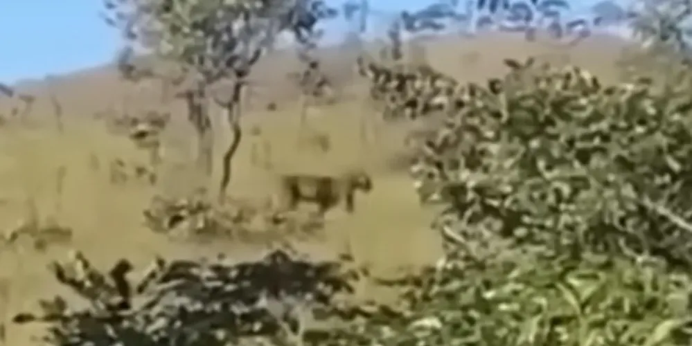 O suposto vídeo foi divulgado como sendo em Ponta Grossa