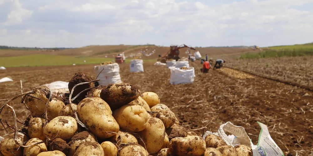 Há oportunidades sem experiência para trabalhador na cultura de batata-inglesa