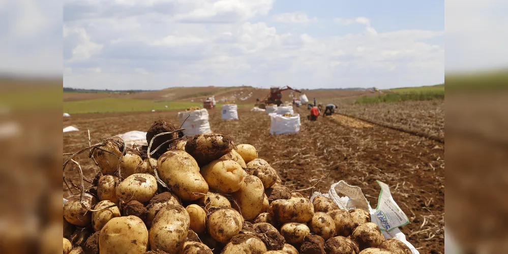 Há oportunidades sem experiência para trabalhador na cultura de batata-inglesa