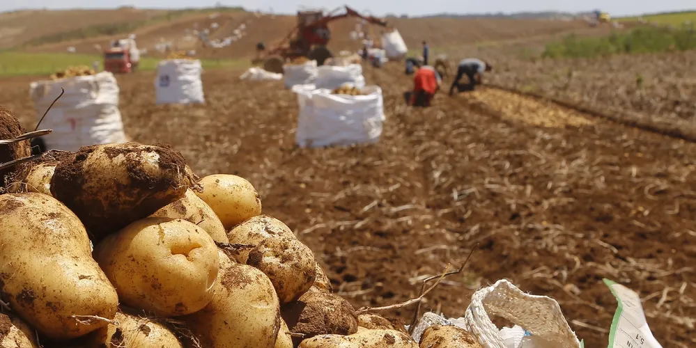 Entre as oportunidades que não exigem experiência estão as vagas para a safra