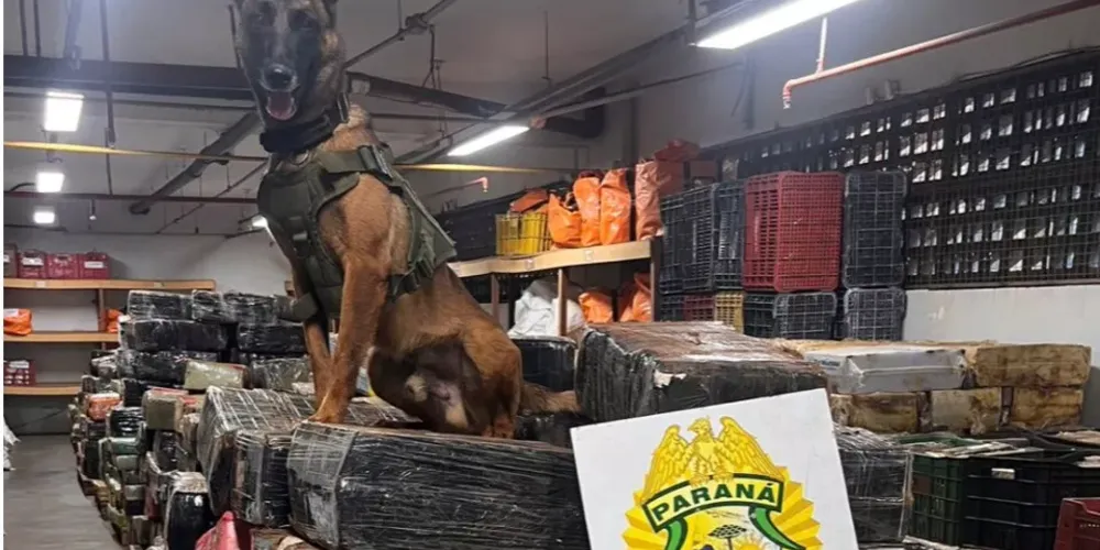 Ao todo, foram apreendidos 5.919,60 kg de maconha prensada e 106,10 kg de capulho