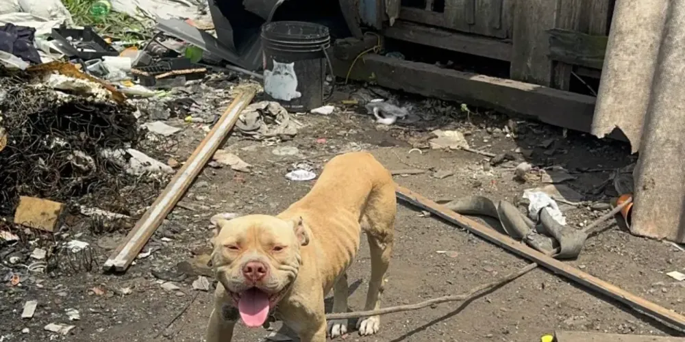 Os animais não eram alimentados adequadamente