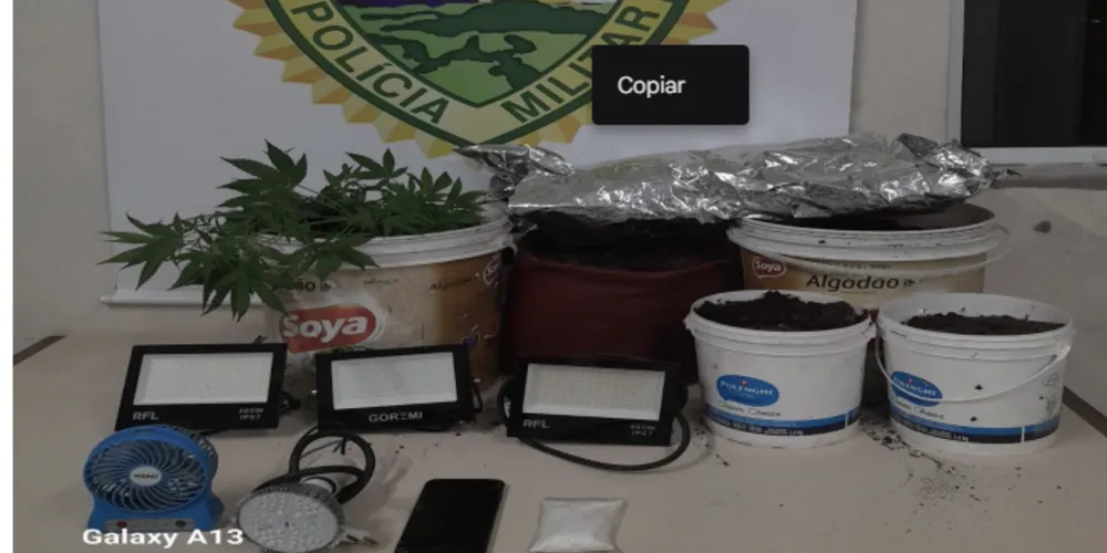 Suspeito das agressões mantinha estufa com plantações de pés de maconha em casa