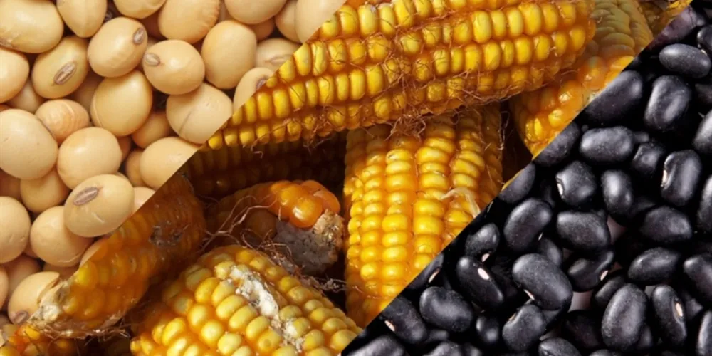 O plantio da segunda safra de grãos no Paraná começou de forma tímida