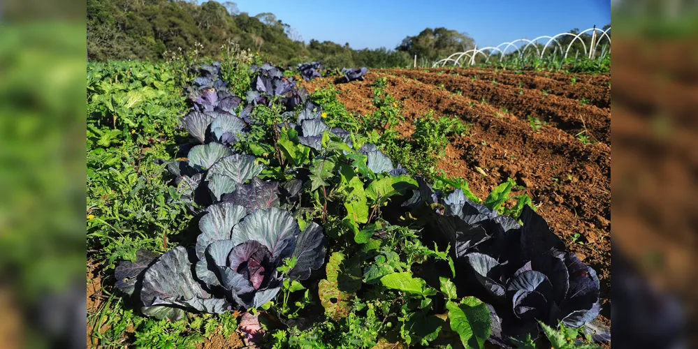 Projeto Renda Agricultor Familiar passa a atender 10 mil pessoas no Paraná