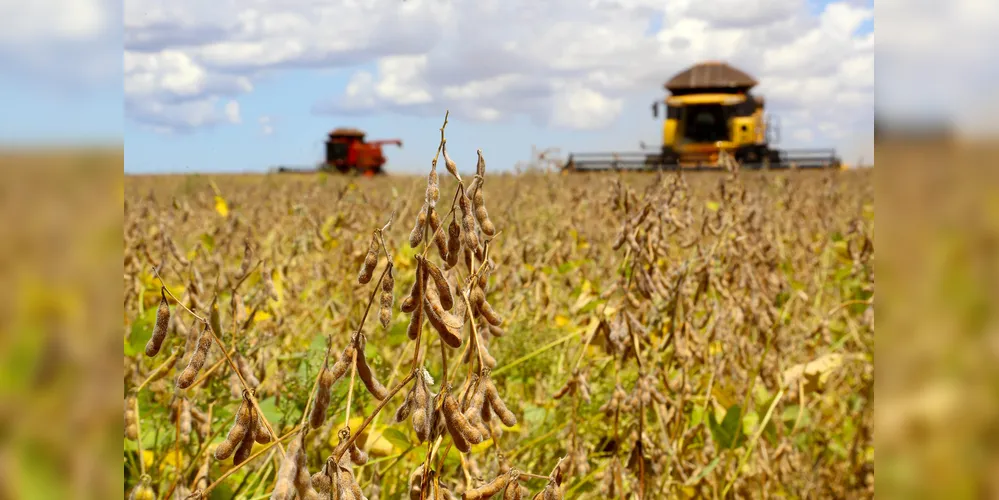 Perspectiva é de que produtores paranaenses superem em 500 mil toneladas a produção do Rio Grande do Sul