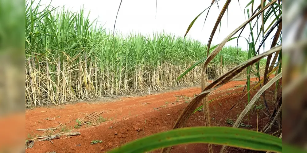 Encontrar as bactérias não foi um acidente, mas parte dos resultados do programa de mapeamento genético da vida microbiana da biodiversidade brasileira