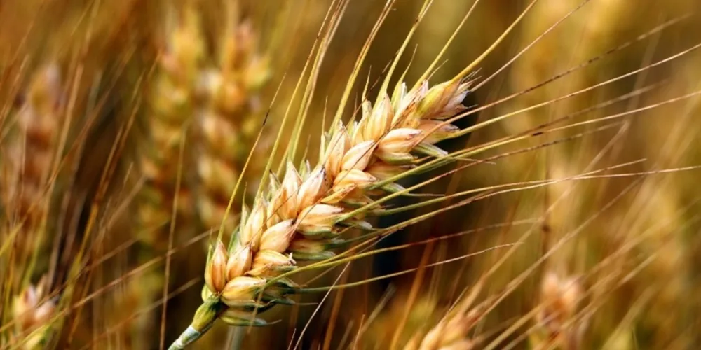 Essa é a primeira estimativa finalizada após a conclusão da colheita de todas as lavouras