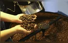 Exportação de café do Brasil cai em 2025, mas bate recorde em receita