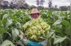 Cidades se destacam na produção de mais de 115 itens do agro