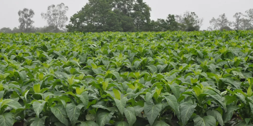 Produto deve ter reajuste acima da inflação, garantindo rentabilidade para as famílias agricultoras