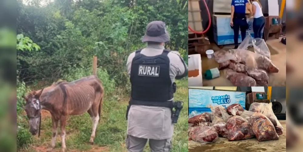 Carne de cavalos estaria sendo vendida para comércios de Anápolis, em Goiás