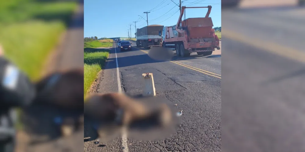 Animais foram retirados da pista com auxílio de uma máquina