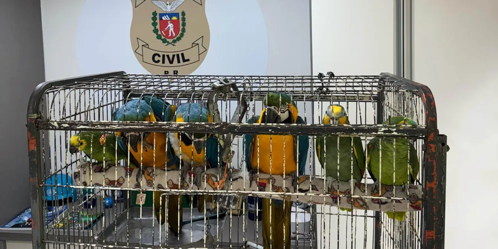 Animais serão encaminhados para santuários