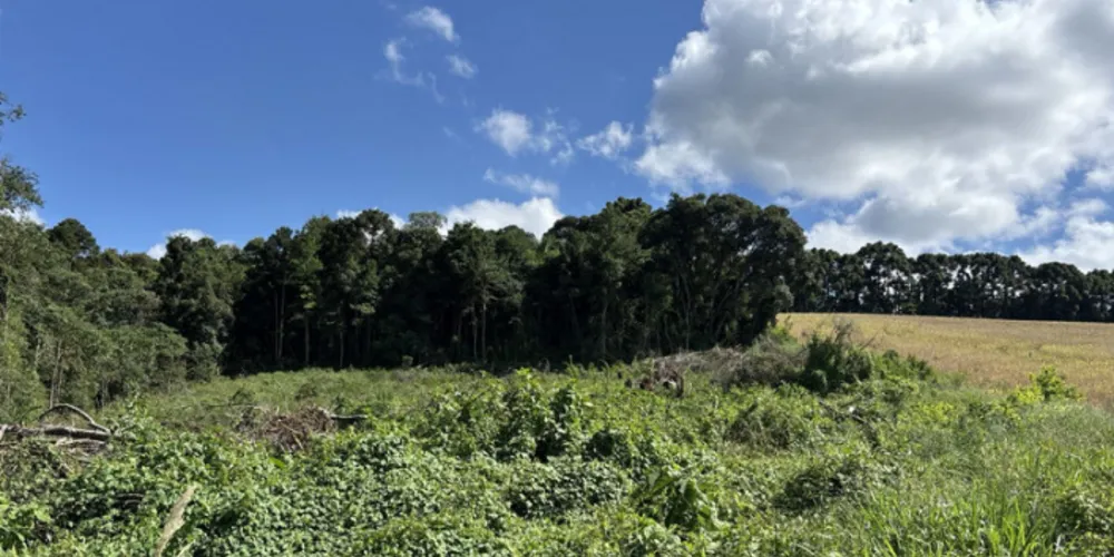 Desmatamento registrado em Castro ocorreu na localidade Lagoa dos Ribas