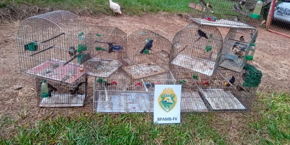 Polícia Militar Ambiental localizou pássaros nativos mantidos em cativeiro, em Itaiacoca