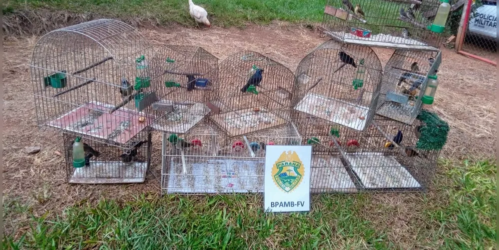 Polícia Militar Ambiental localizou pássaros nativos mantidos em cativeiro, em Itaiacoca