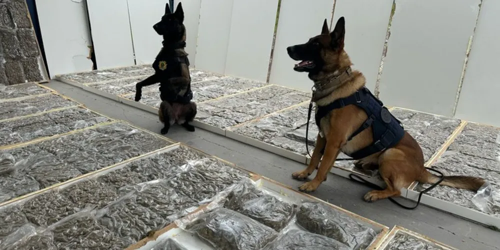 Cães farejadores auxiliaram trabalho dos policiais