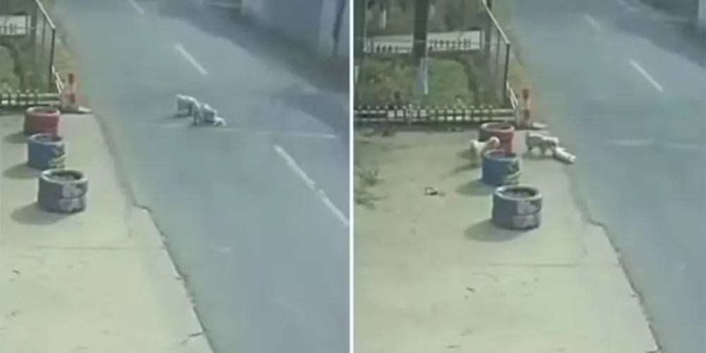 Dois cães de rua salvaram o animal ferido