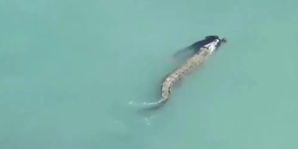 Homem é morto por crocodilo na Indonésia