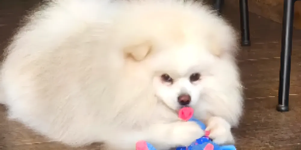 Cachorro Eros era do tutor Jefferson Alexandre Marchioli