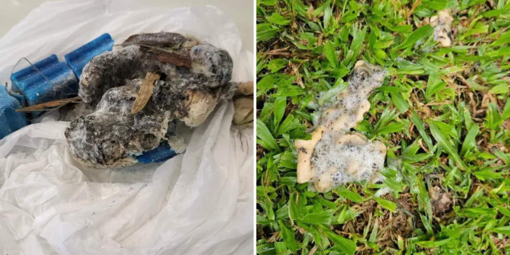 Condôminos encontravam sacolas com alimentos envenenados