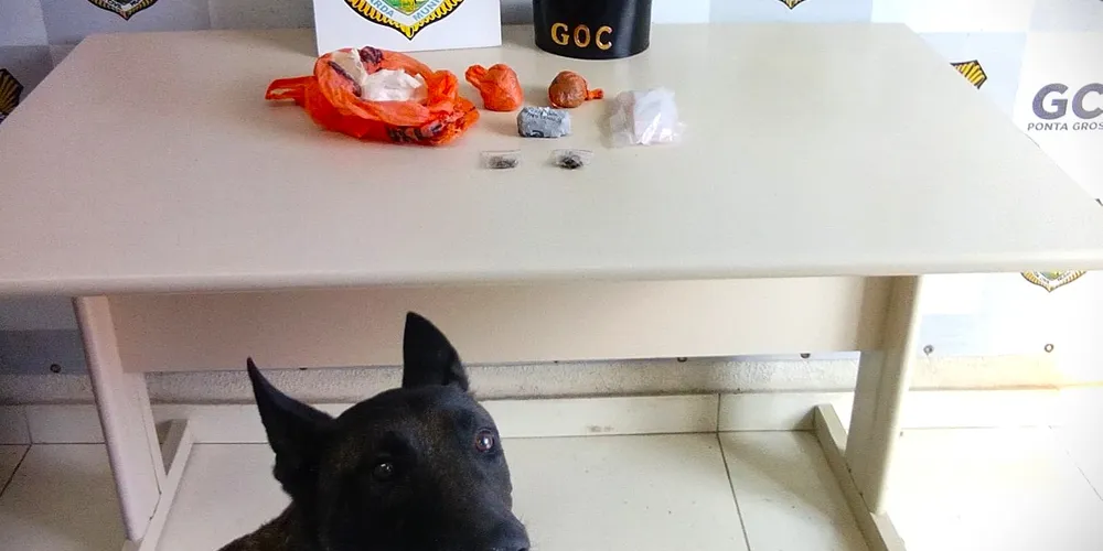 Cão K9-Bolt encontrou os entorpecentes