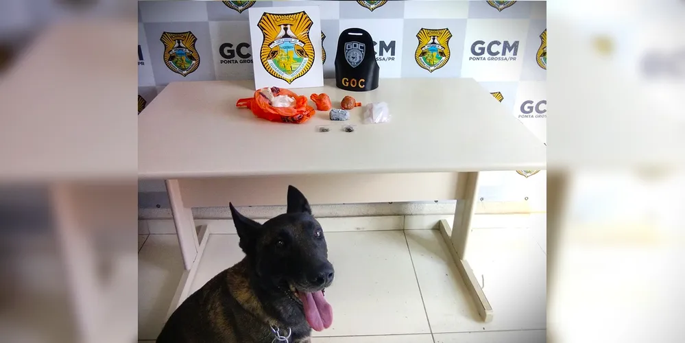 Cão K9-Bolt encontrou os entorpecentes