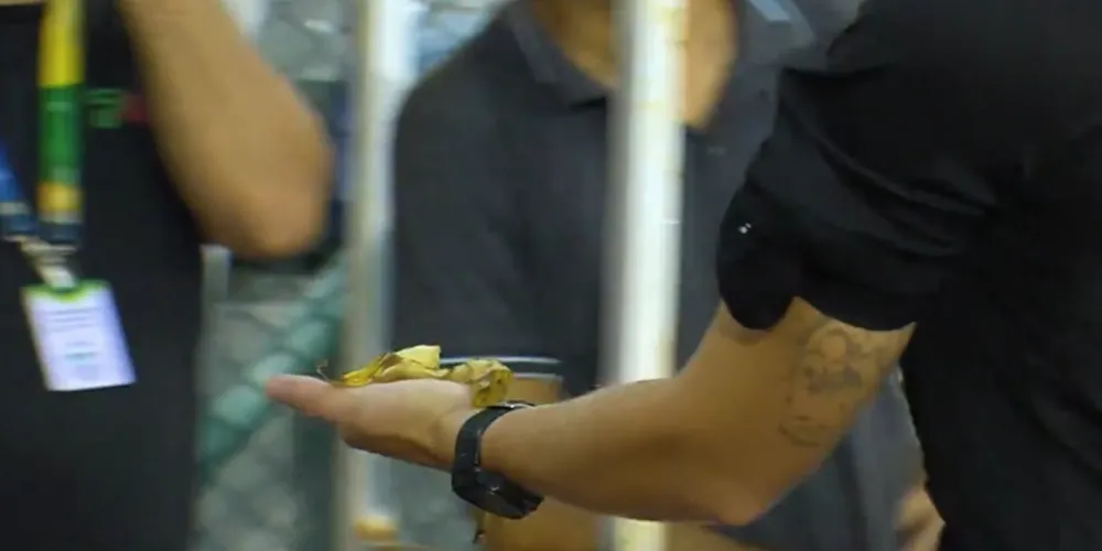 Casca de banana na mão do árbitro da partida